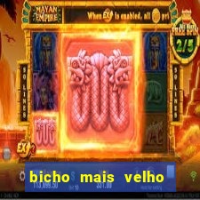 bicho mais velho da loteria dos sonhos